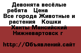 Девонята весёлые ребята › Цена ­ 25 000 - Все города Животные и растения » Кошки   . Ханты-Мансийский,Нижневартовск г.